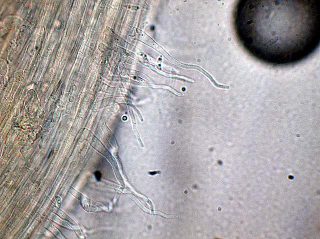 Hemimycena mauretanica    (Maire)   Singer